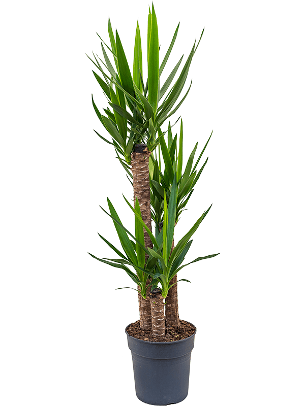 Yucca kopen bij Plantscount