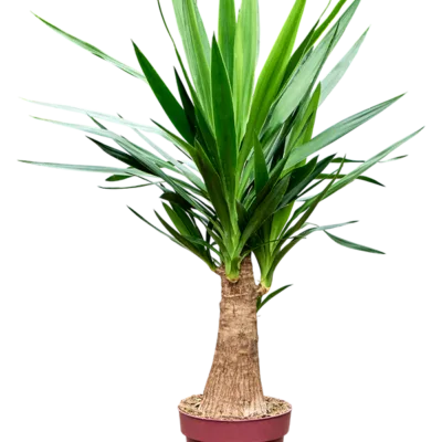 Yucca elephantipes - Stam