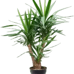 Palmlelie – Vertakt