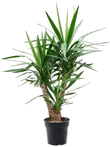 Yucca Vertakt