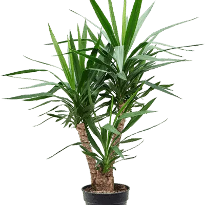 Palmlelie – Vertakt