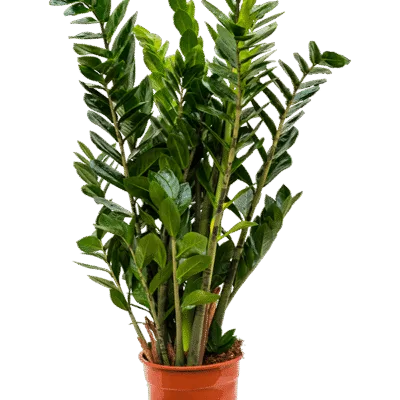 Zamioculcas zamiifolia - donkergroene kamerplant - 90