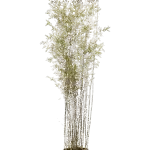 Bamboe 'Jiuzhaigou' Bush (Fargesia nitida)