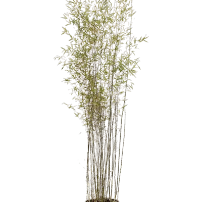 Bamboe 'Jiuzhaigou' Bush (Fargesia nitida)