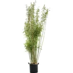 Bamboe – murieliae ‘Jumbo’ Bush