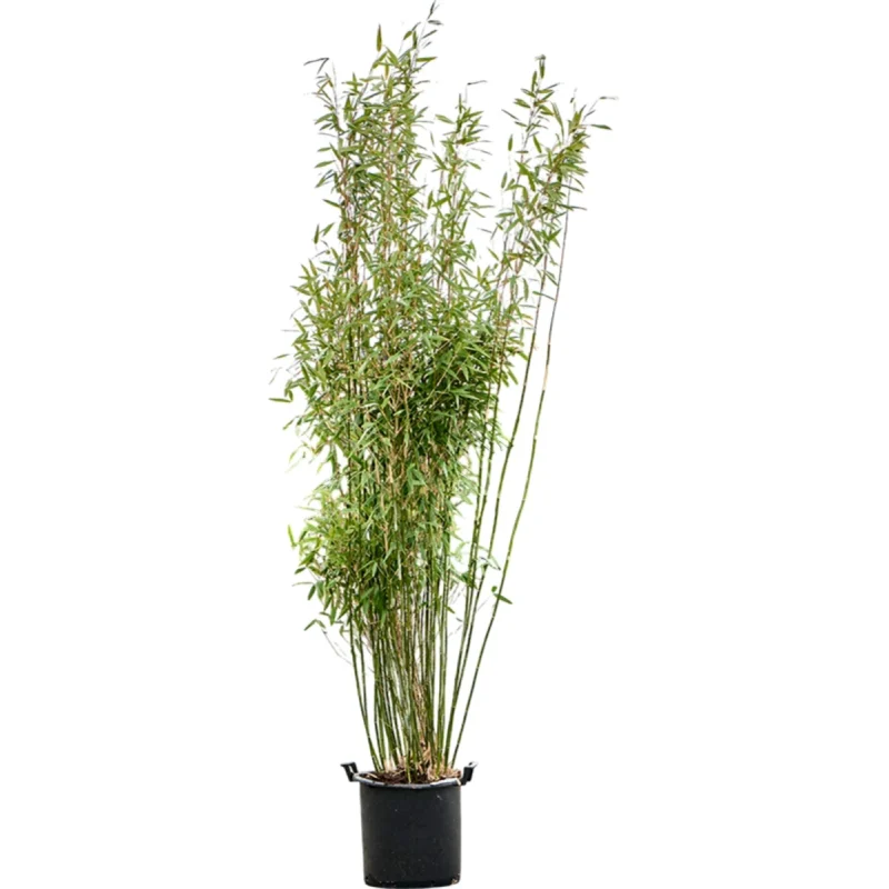 Bamboe – murieliae ‘Jumbo’ Bush kopen bij Plantscount