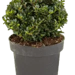 Japanse Hulst – ‘Dark Green’ Bol (25)