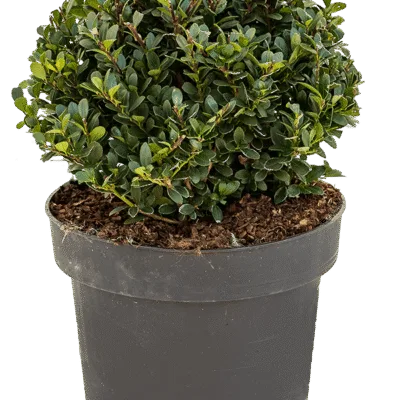 Japanse Hulst – ‘Dark Green’ Bol (25) kopen bij Plantscount