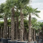 Windmolenpalm – (520-560) Stam (300-340)