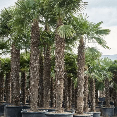 Windmolenpalm – (520-560) Stam (300-340)