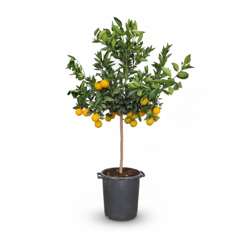 Arancia op stam kopen bij Plantscount