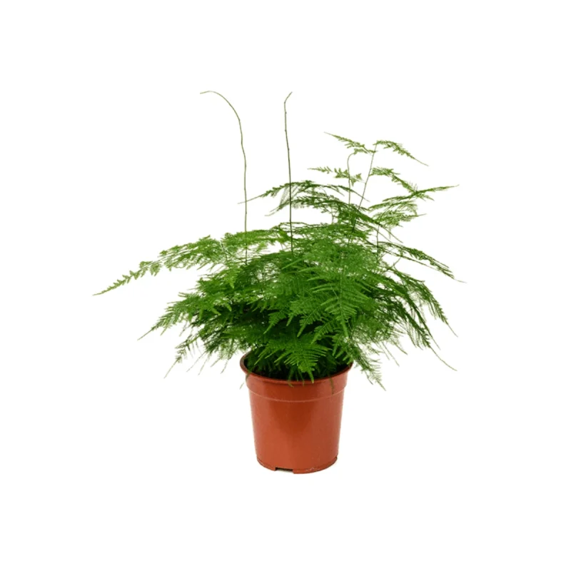 Sierasperge plumosus kamerplant met fijne, pluimachtige takjes