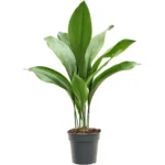 Aspidistra elatior