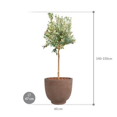 Acca sellowiana in Terra Cotta Kevin - afbeelding 2