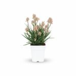 Kangoeroepoot – struik