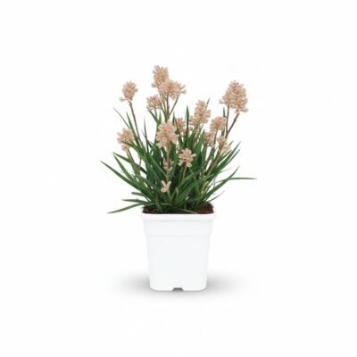 Kangoeroepoot – struik