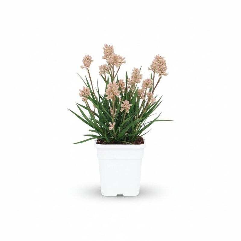 Kangoeroepoot – struik kopen bij Plantscount