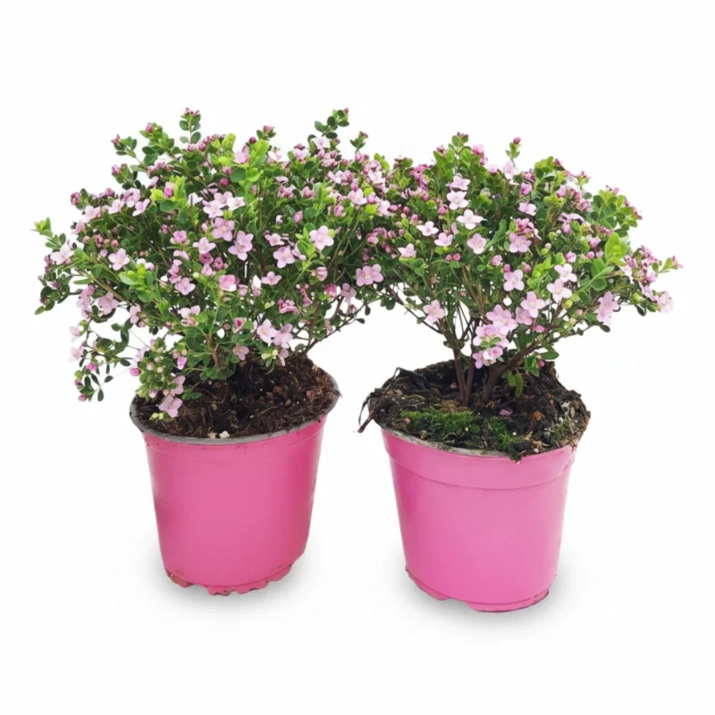 Boronia crenulata struik kopen bij Plantscount