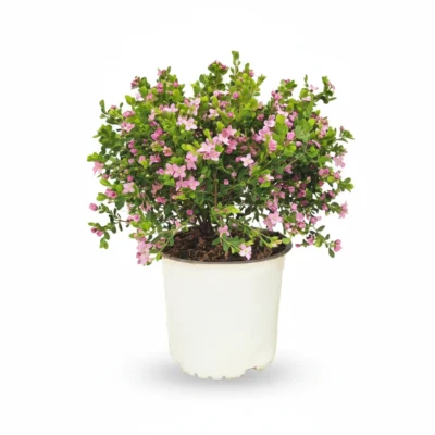 Boronia crenulata struik