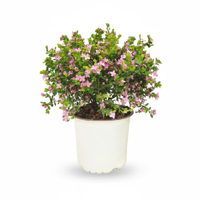 Boronia crenulata struik kopen bij Plantscount