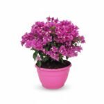 Bougainvillea Bonsai – schaal
