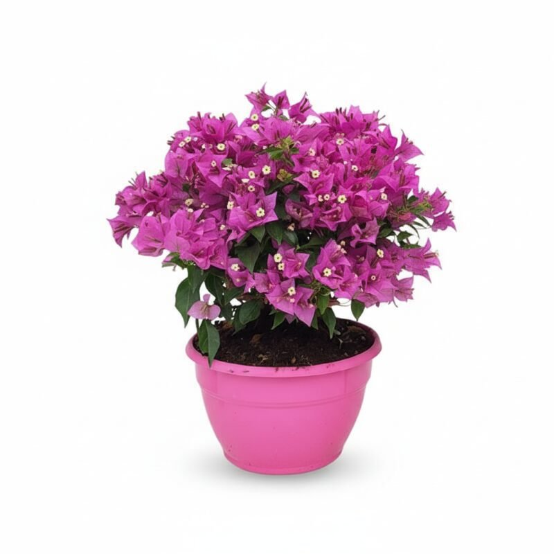 Bougainvillea Bonsai – schaal kopen bij Plantscount