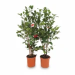 Camelia – Black Lace