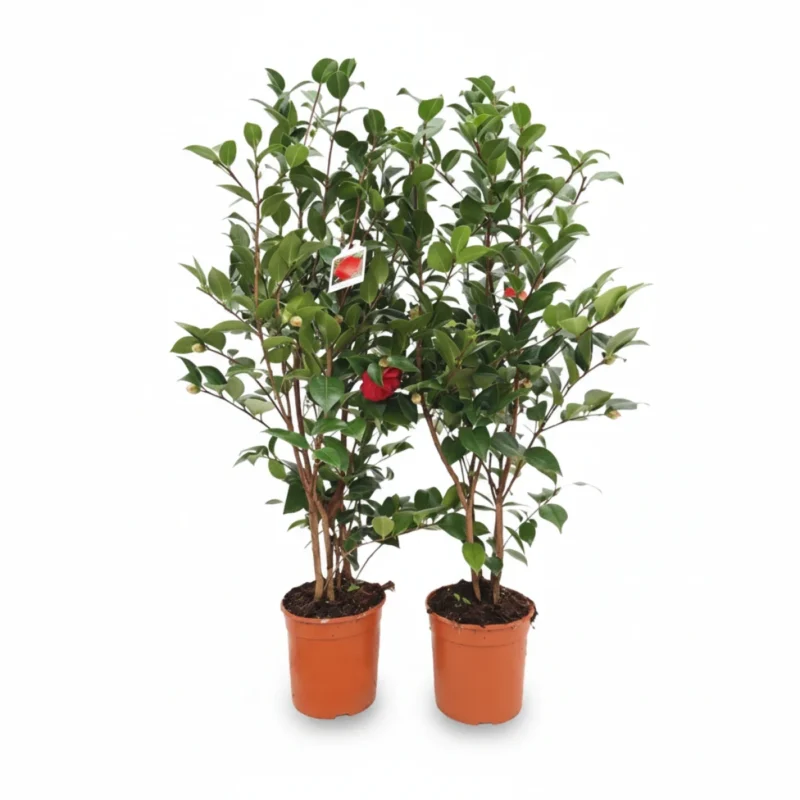 Camelia – Black Lace kopen bij Plantscount