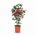 Camelia β Black Lace