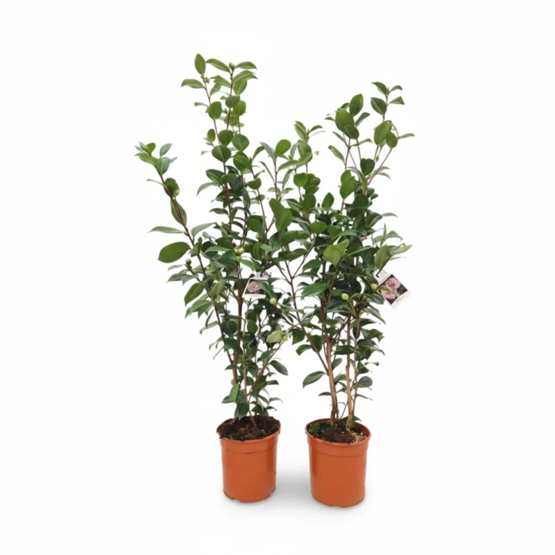 Camelia – Bonamiana kopen bij Plantscount