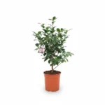 Camelia β Bonamiana