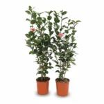 Camelia – Burnside