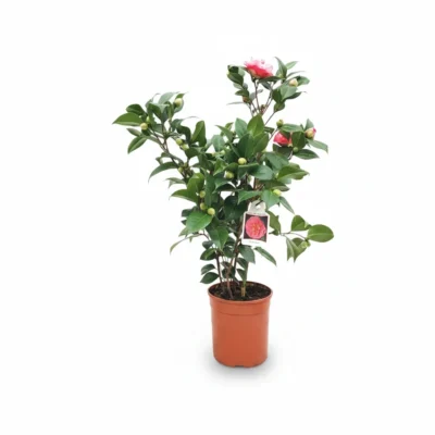 Camelia – California