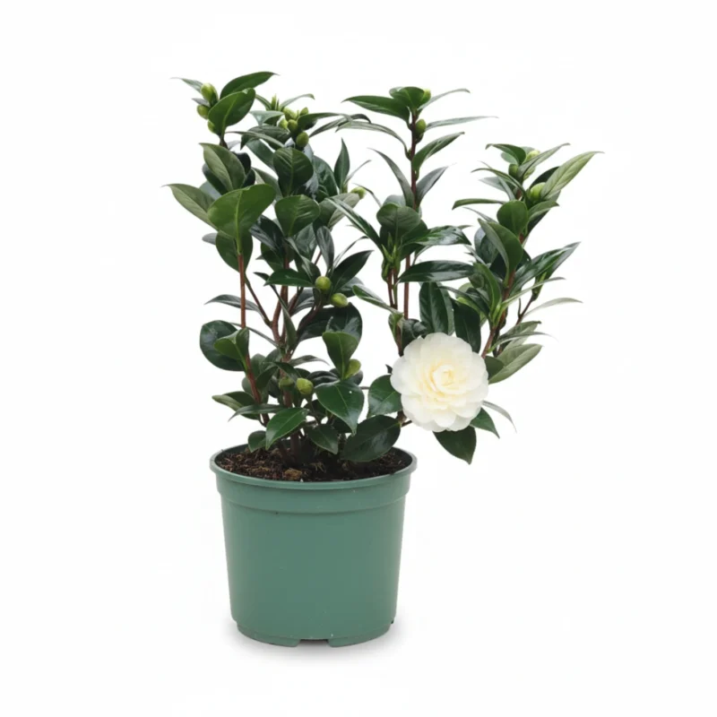 Camelia – Dahlonega kopen bij Plantscount