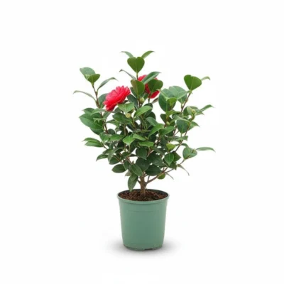 Camelia – Eugenia de Montij