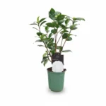 Camelia β Nuccio Gem