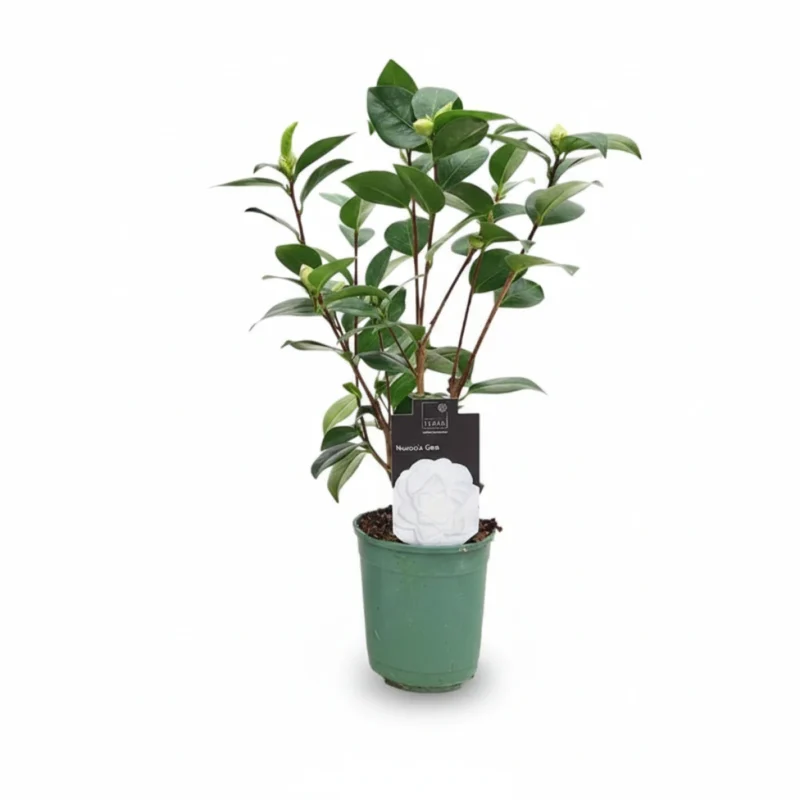 Camelia β Nuccio Gem kopen bij Plantscount