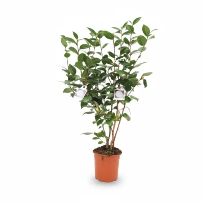 Camelia – Nuccio Gem