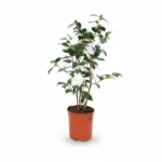 Camelia β Nuccio Gem