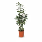 Camelia – Nuccio Jewel