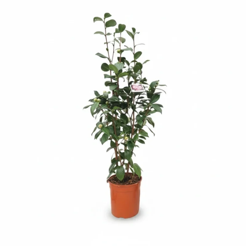 Camelia – Nuccio Jewel kopen bij Plantscount