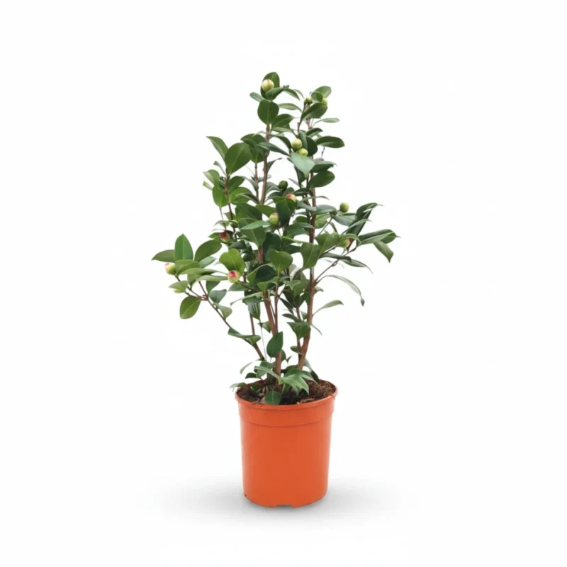 Camelia – Nuccio Jewel kopen bij Plantscount