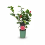 Camelia – Orandako