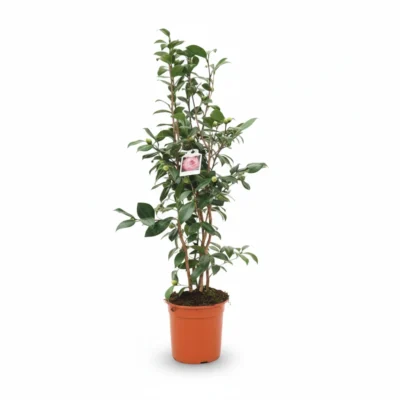 Camelia – Nuccio Pearl