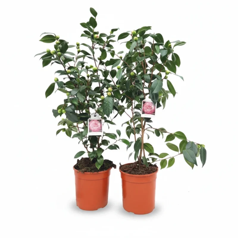 Camelia – Nuccio Pearl kopen bij Plantscount