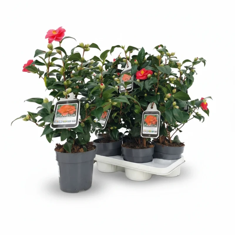 Camelia – struik kopen bij Plantscount