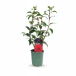 Camelia β Roger Hall