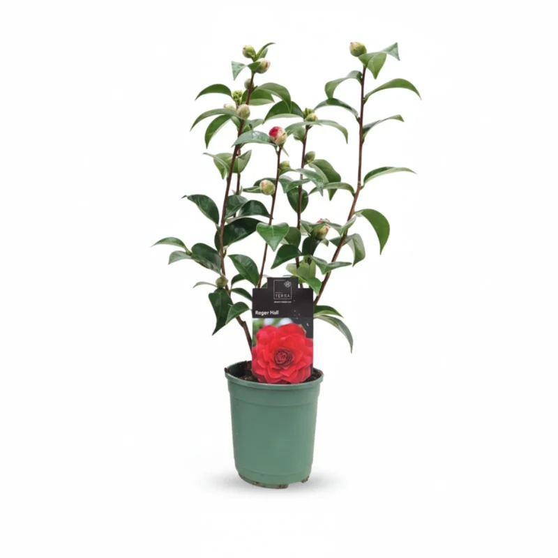 Camelia β Roger Hall kopen bij Plantscount