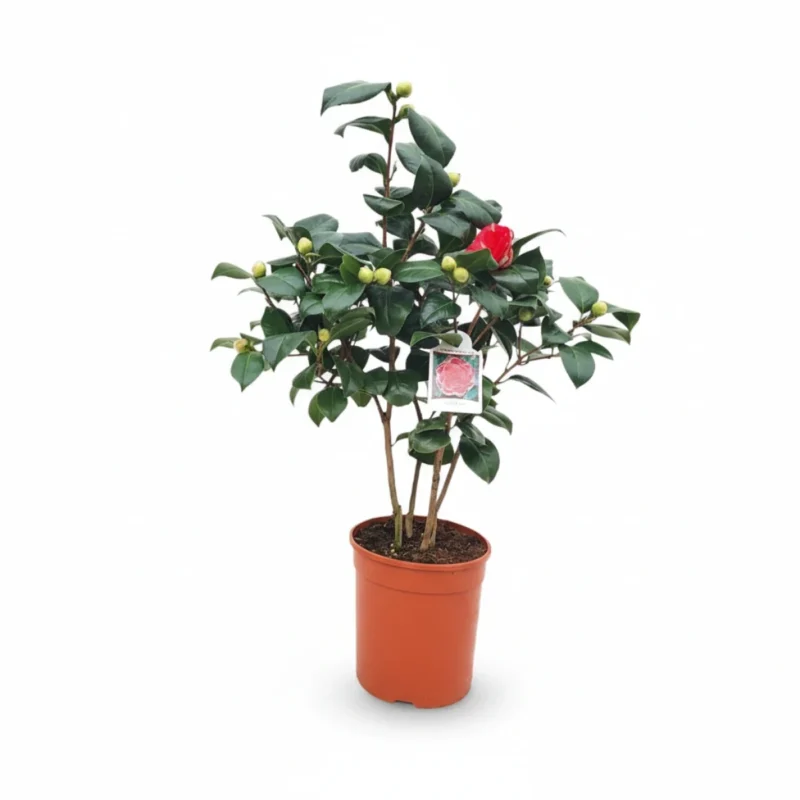 Camelia – Tom Thumb kopen bij Plantscount