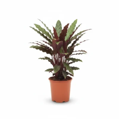 Calathea rufibarba
